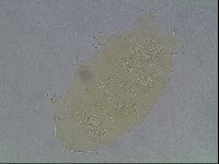 Echiniscus duboisi image
