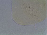 Echiniscus duboisi image