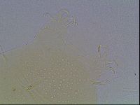 Echiniscus duboisi image