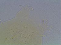 Echiniscus duboisi image