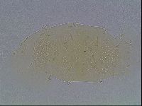 Echiniscus duboisi image