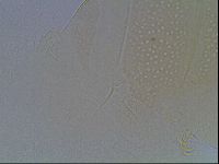 Echiniscus duboisi image