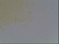Echiniscus duboisi image