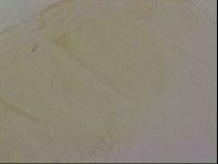 Echiniscus duboisi image