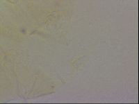 Echiniscus duboisi image