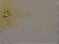 Echiniscus duboisi image