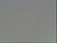 Echiniscus duboisi image