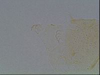 Echiniscus duboisi image