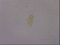 Echiniscus duboisi image