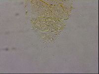 Echiniscus duboisi image