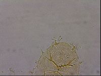 Echiniscus duboisi image