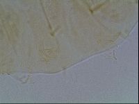 Echiniscus duboisi image