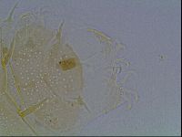 Echiniscus duboisi image
