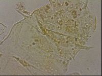 Echiniscus duboisi image