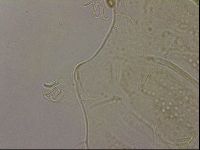 Echiniscus duboisi image