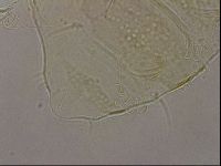 Echiniscus duboisi image