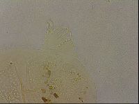 Echiniscus duboisi image