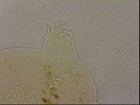 Echiniscus duboisi image
