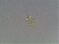 Echiniscus duboisi image