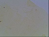 Echiniscus duboisi image