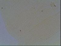 Echiniscus duboisi image
