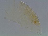 Echiniscus duboisi image