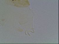 Echiniscus duboisi image