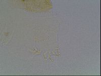 Echiniscus duboisi image