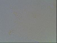 Echiniscus duboisi image