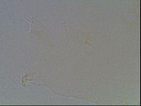 Echiniscus duboisi image