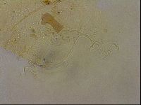 Echiniscus duboisi image