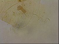 Echiniscus duboisi image