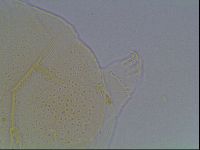 Echiniscus duboisi image
