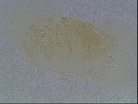 Echiniscus duboisi image
