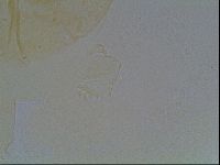 Echiniscus duboisi image