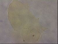 Echiniscus duboisi image