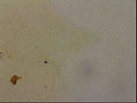 Echiniscus duboisi image