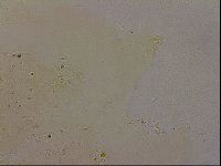 Echiniscus duboisi image