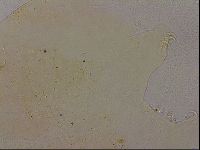 Echiniscus duboisi image