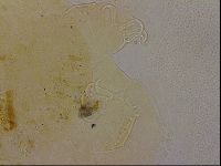 Echiniscus duboisi image
