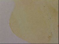 Echiniscus duboisi image