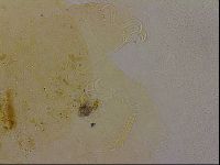 Echiniscus duboisi image