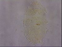 Echiniscus duboisi image