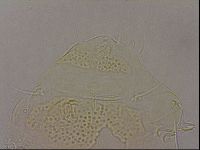 Echiniscus duboisi image