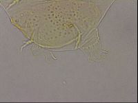 Echiniscus duboisi image
