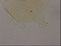 Echiniscus duboisi image