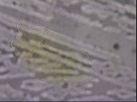 Echiniscus duboisi image