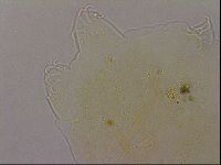 Echiniscus duboisi image