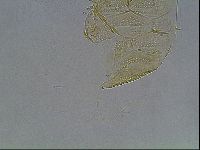 Echiniscus duboisi image