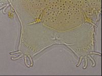 Echiniscus duboisi image